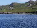 Loch Shell