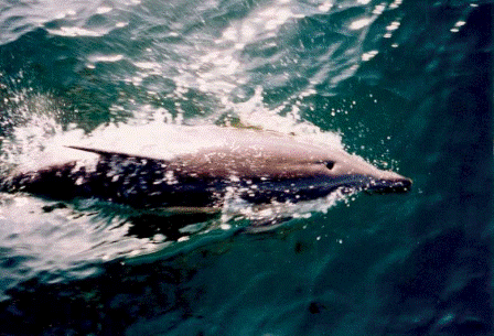 Dolphin