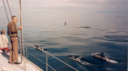 Passing Dolphins