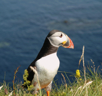 Puffin