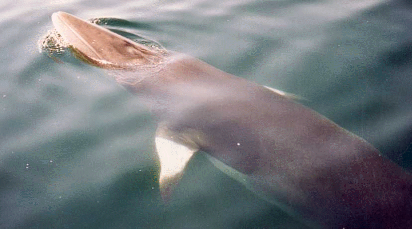Minke Whale